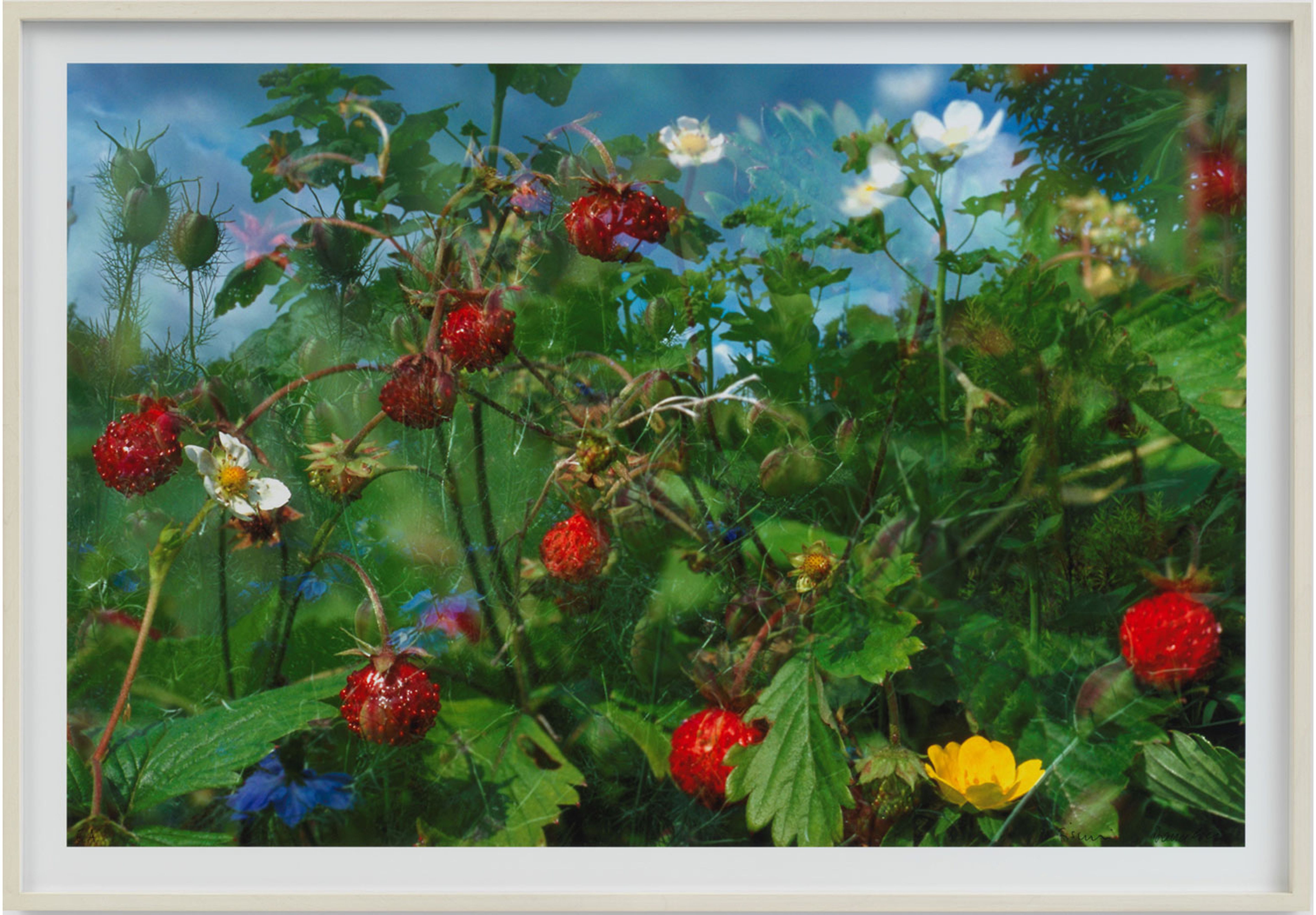 Primo piano di frutti di bosco rossi e fiori circondati da foglie verdi.