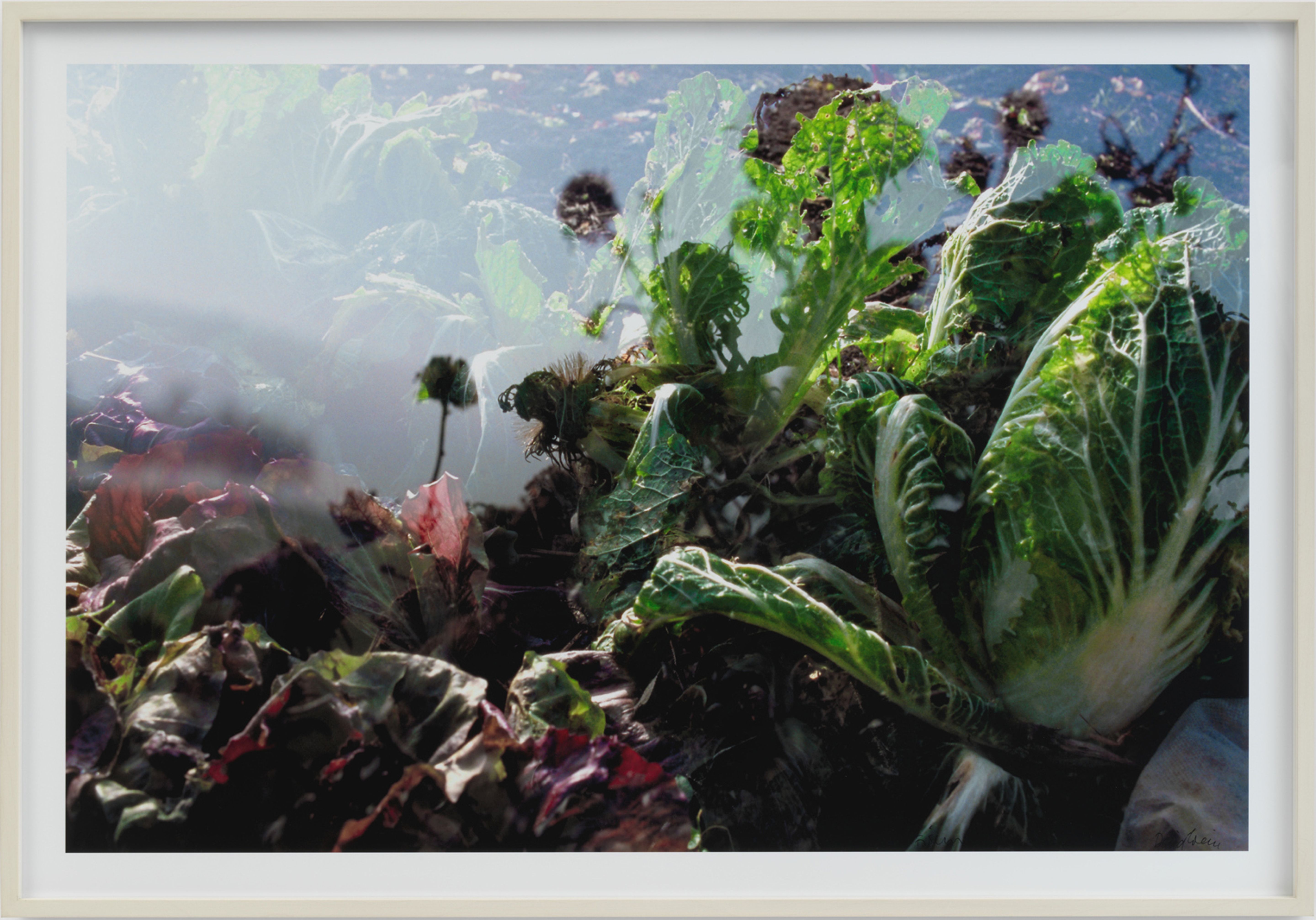 Primo piano di un campo d’insalata con foglie verdi e rosse nella luce diffusa.